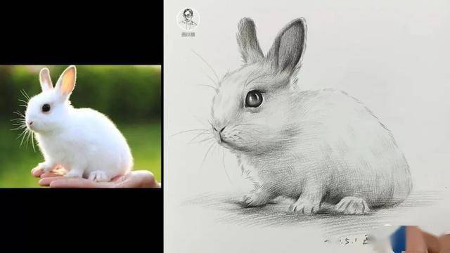 教你画一只可爱的小白兔素描