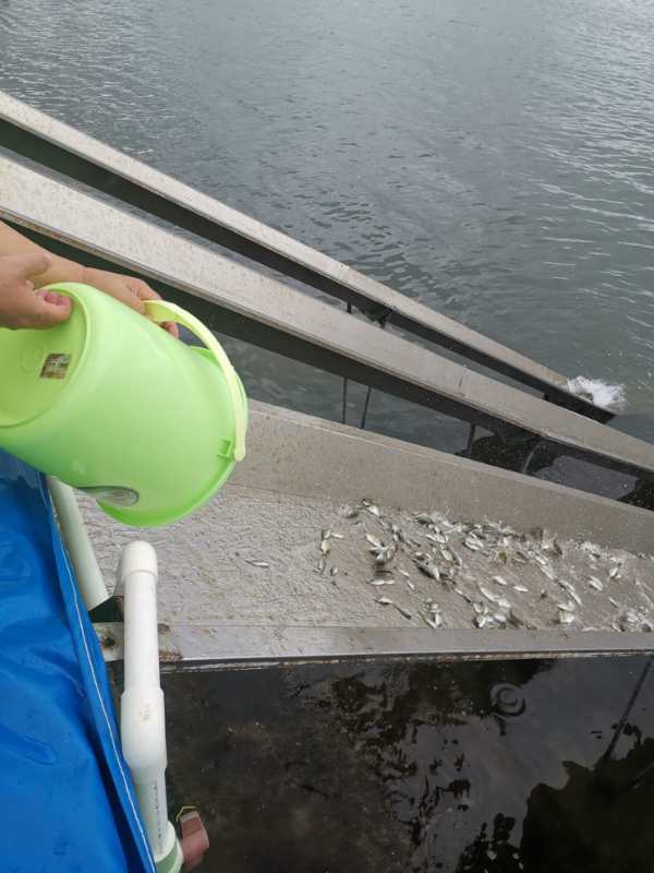 鱼虾|广东“放鱼日”：超3600万尾鱼虾流放回大亚湾海域