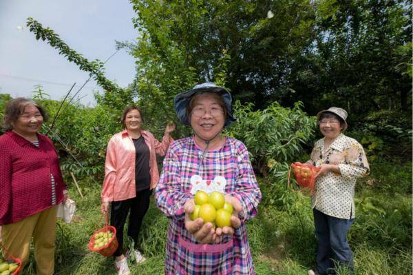 时华忠|太湖果农迎来“绿宝石”