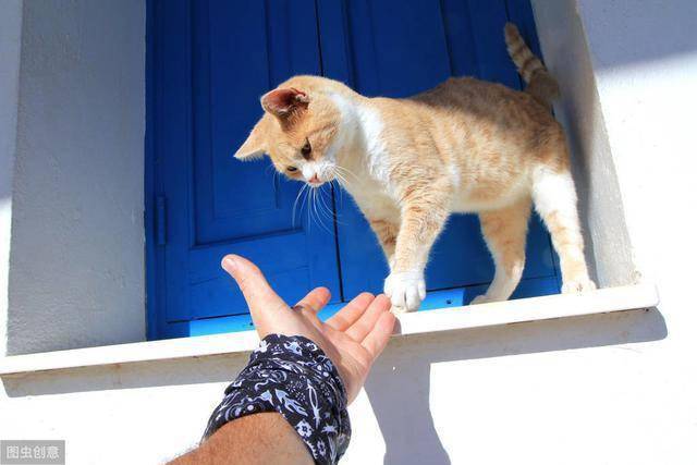 猫去跳蚤最简单 a85a744c3ebb47ad863b8e4c7ecc6f51.jpeg