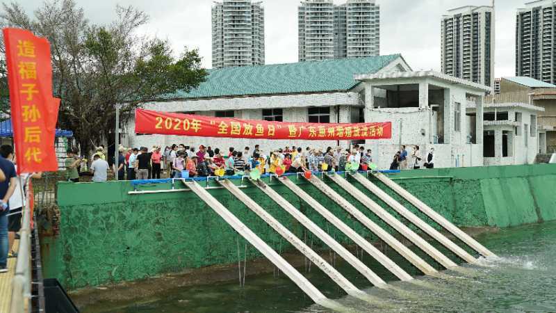 鱼虾|广东“放鱼日”：超3600万尾鱼虾流放回大亚湾海域