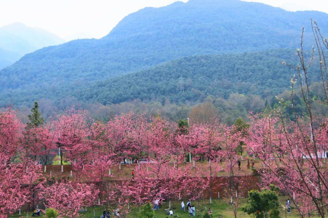 花海、花田、花林、花带、花镜、花架的区别
