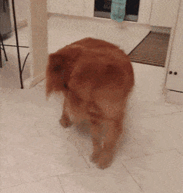1b294355cd38458792776a2f58a01a75.gif