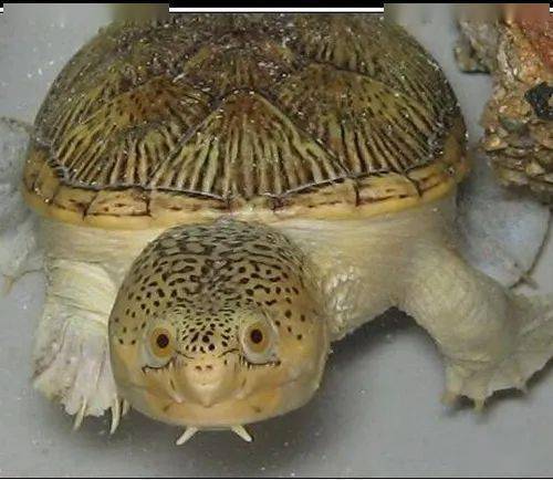 拉丁名:claudiusangustatus  英文名:narrow-bridgedmuskturtle  别