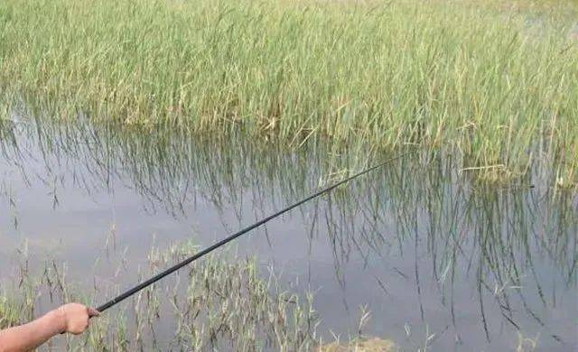 小麦穗闹窝严重怎么钓鱼 89fa83056a464185ad1cb6cd65afbd57.jpeg