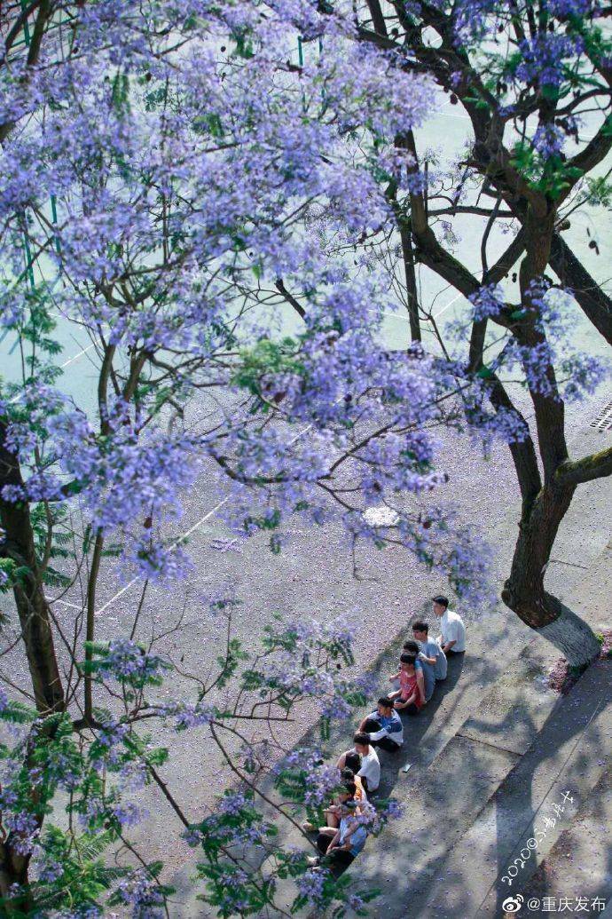 蓝花楹扮靓浪漫夏季校园,西南大学打造蓝花楹景观大道