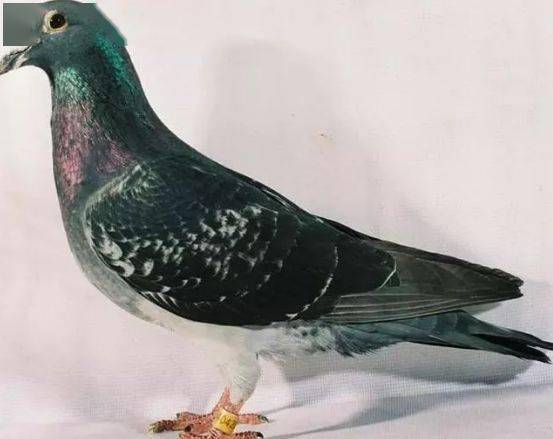 信鸽品种有几种 f98a6652fc924af487282522e4849c0b.jpeg