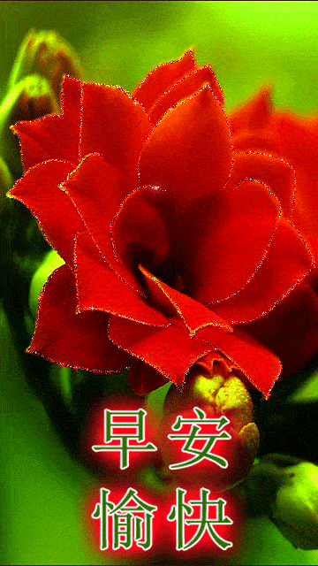 早上好的最好图片,玫瑰花早上好,鲜花问候所有朋友早安!