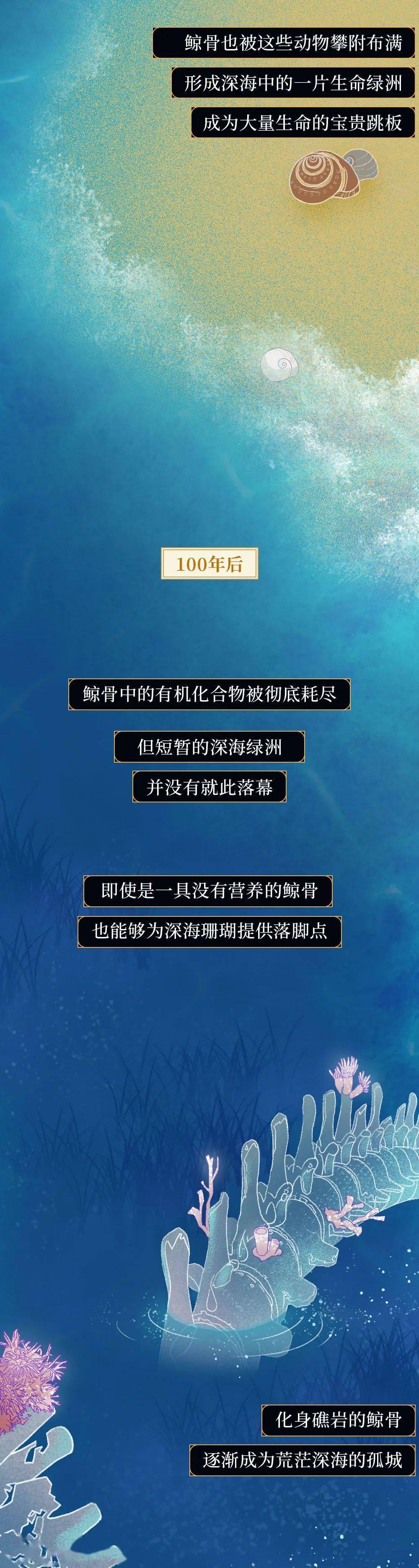 我在海底，目睹世上最浪漫的死亡。