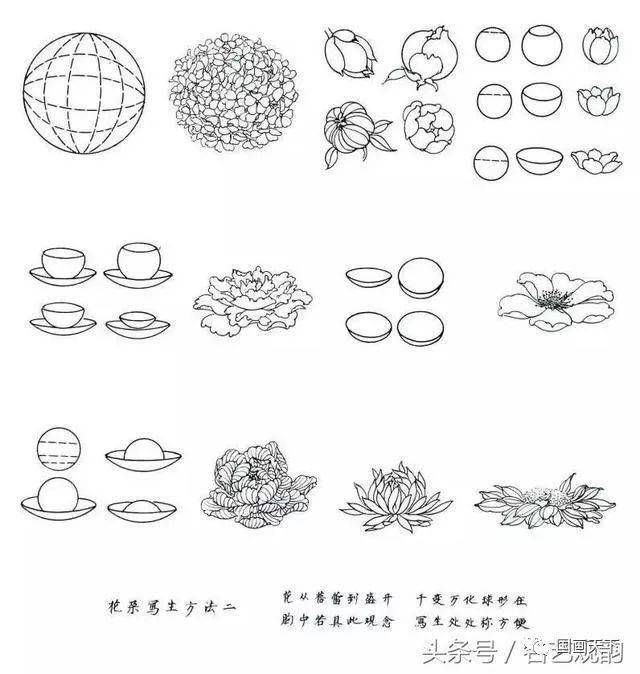工笔大家传授花卉写生白描经验
