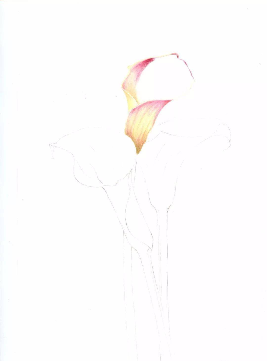 彩铅画入门教程 | 彩铅花卉-海芋花,过程步骤分享