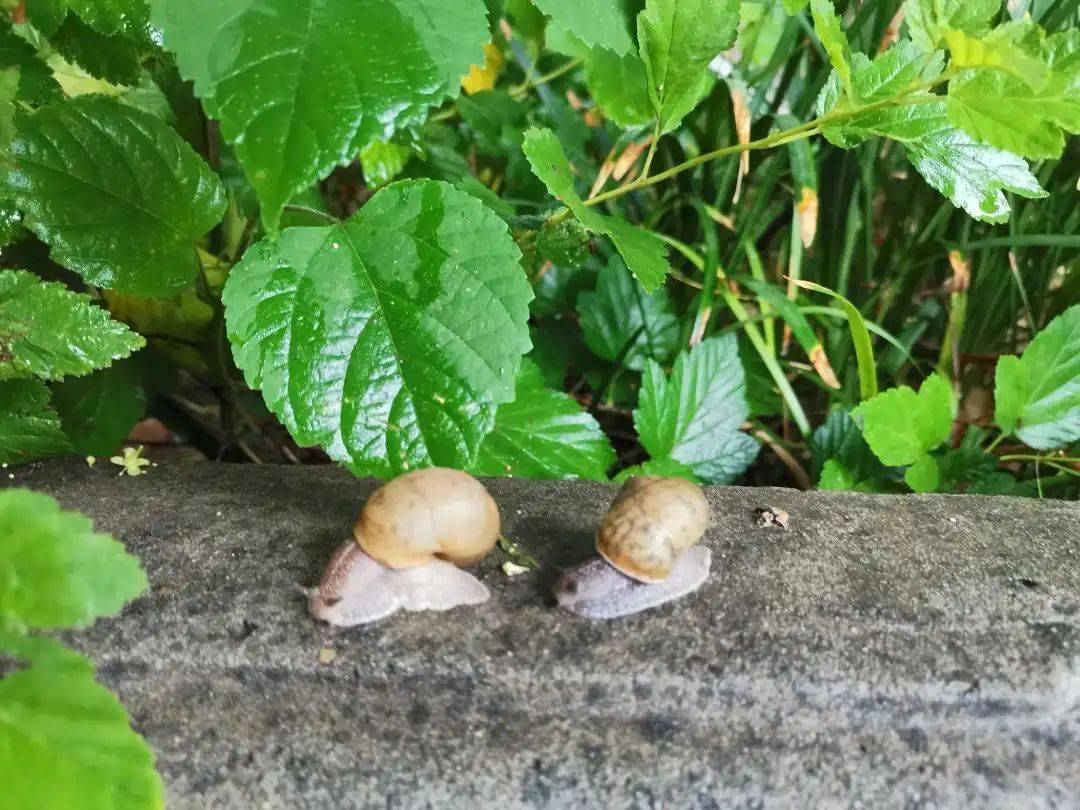 雨中的小城家有多美~_夏雨更