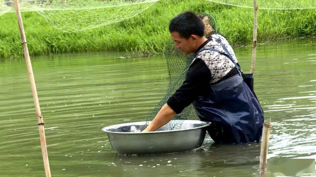 金元宝水塘猜成语_金元宝简笔画