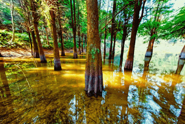 大山冲森林公园主要由池杉情怀,茶园春波,金色大道,枫林秋色,活化石