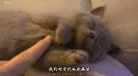 身形小巧毛茸茸的爱玩闹,它们  可爱的五官相貌近似于人类的幼崽