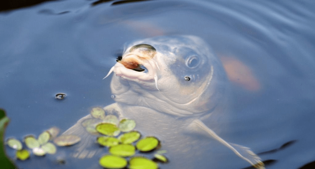 c3119f9727ce4df7abb6beb6ad64ff56.png