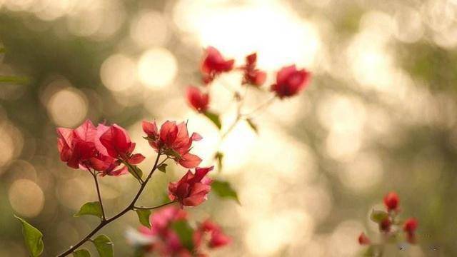 平常心真实身高是多少 e09187bc4ea944c69e2ec831a395f7e0.jpeg