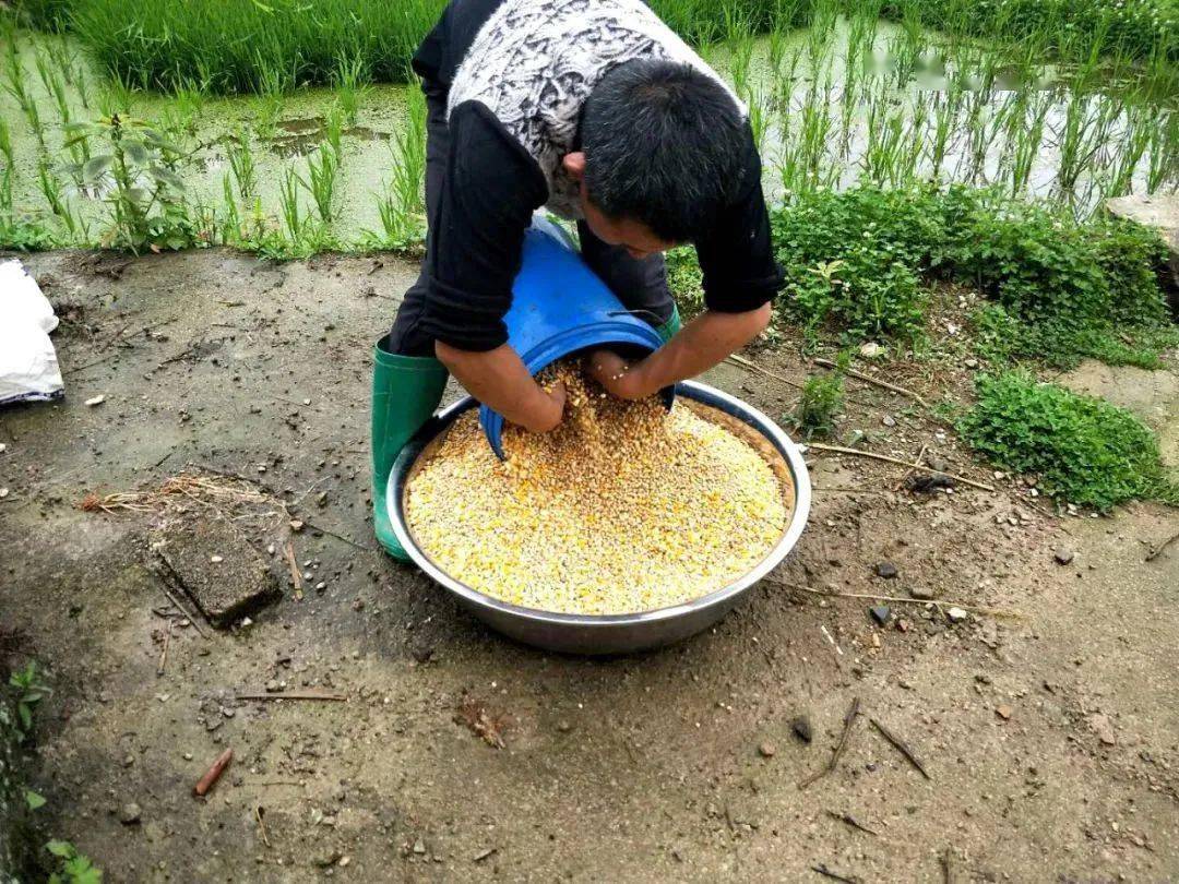 金元宝水塘猜成语_金元宝简笔画