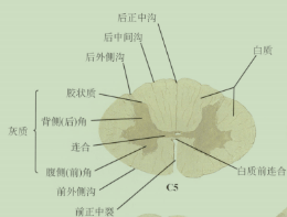 躯体和四肢的31对脊神经相连,它由中央管的灰质和位于外周的白质组成