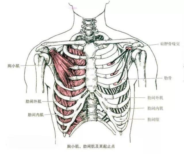 最全人体肌肉解剖套图,值得收藏!