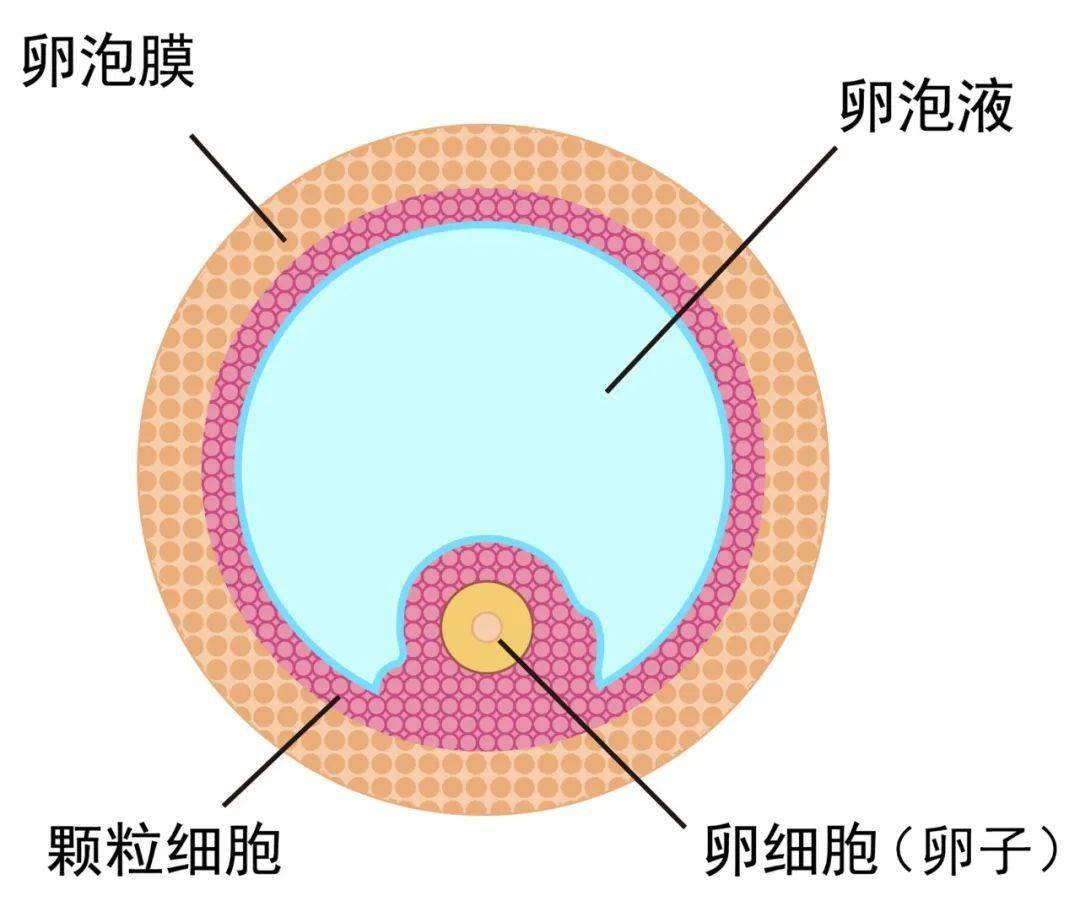 在卵泡里,卵子可是妥妥的"小公举",有卵泡液,颗粒细胞等物质层层包裹