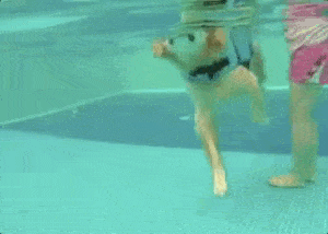 柯基:对不起,我不跟腿长的狗做朋友!