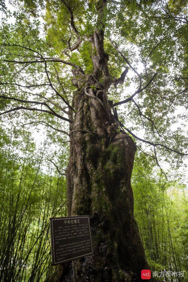 汕尾市陆河2020GDP_陆河擂茶(3)