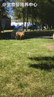 女子在草地野餐时忽然一只狐狸靠近接着跟狗一样蹭啊蹭