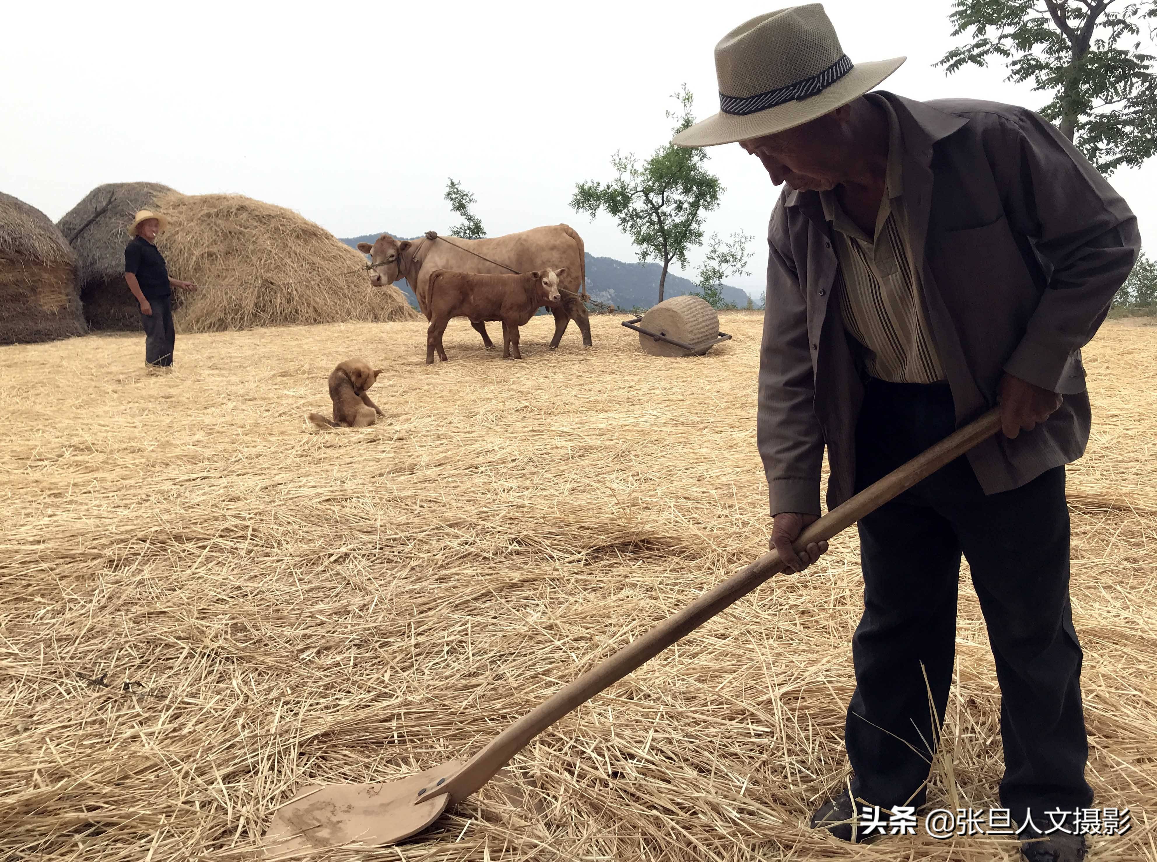 看黄土高原70岁老农收麦子,吃的小米饭,睡在麦茬上,太