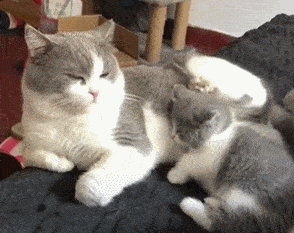 猫爸爸的爱总是出其不意猫孩同个世界同个爸活着全靠运气
