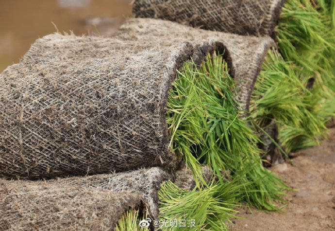 改良|袁隆平团队在内蒙古打造海水稻示范基地