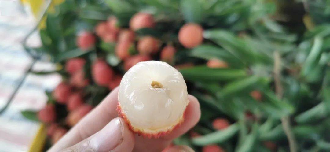 预订桂味荔枝果肉q弹核小清甜桂花香
