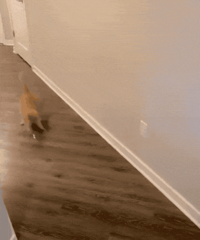 猫:我当时害怕极了.