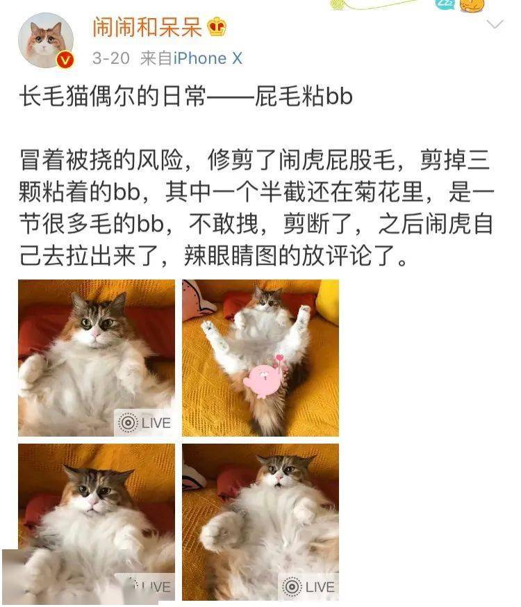 要说最表里不一的猫,那肯定是长毛猫了