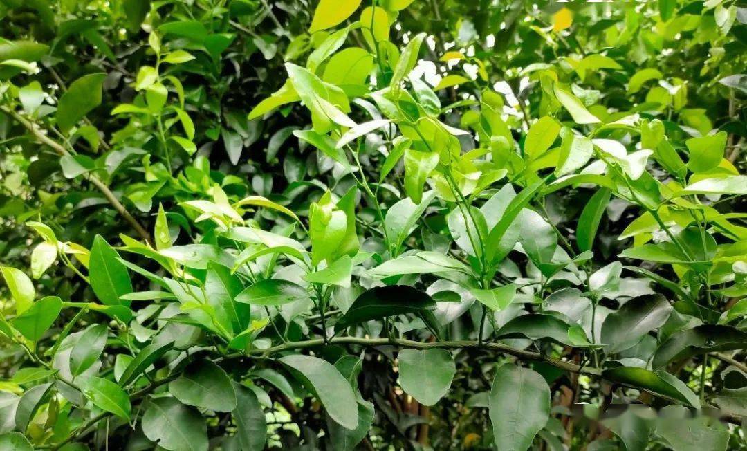别忘了,营养才是柑橘第二次生理落果的主因