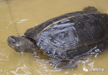 一分钟学会亚洲巨龟的饲养