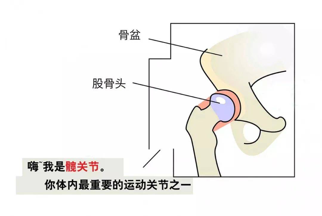 腰腿疼总是治不好?可能是髋关节出了问题!