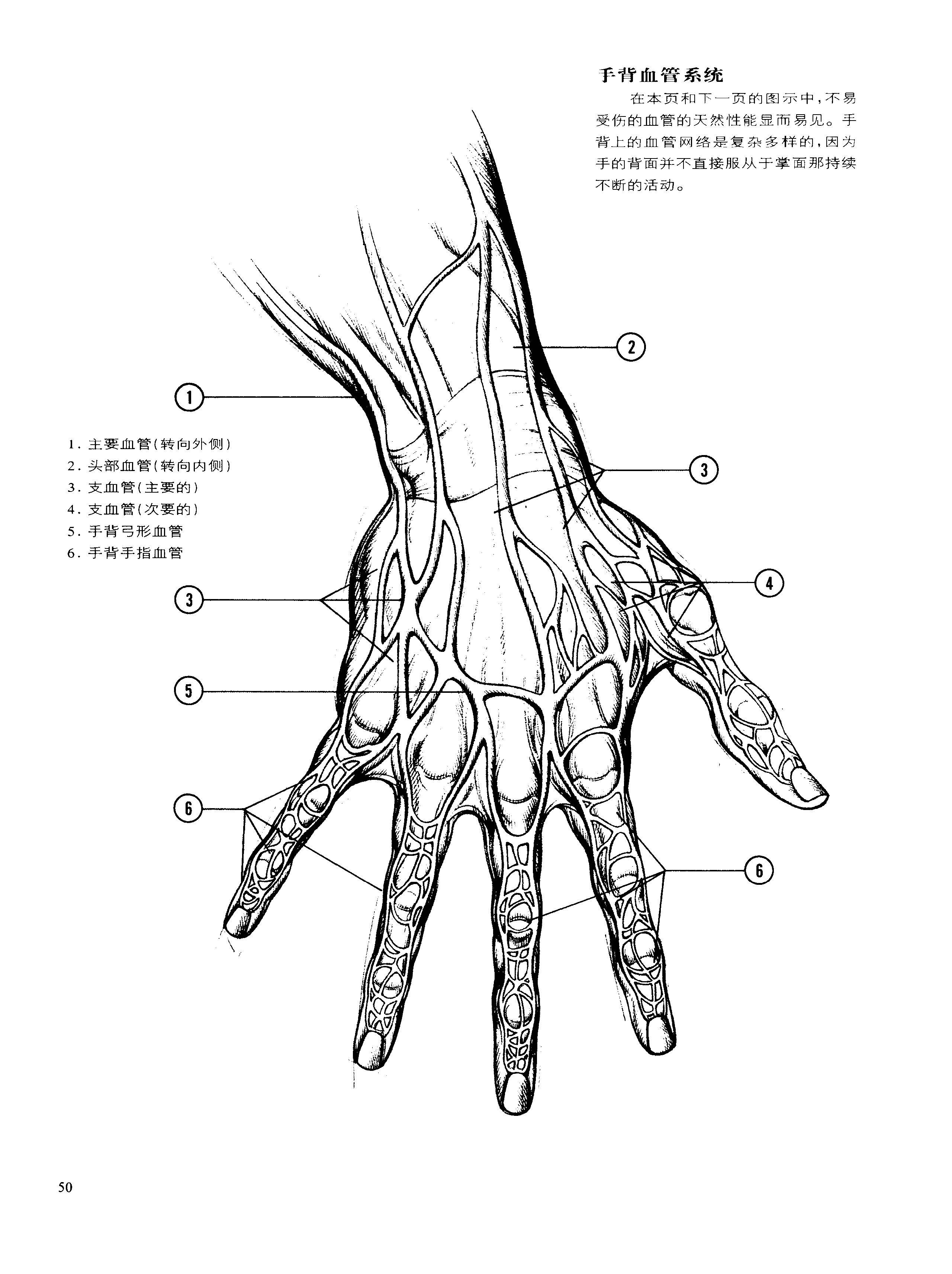 动态素描·手部结构 解剖与结构 伯恩霍加思