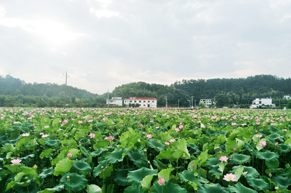 赣县沙地:贫困村集体种莲花,产莲超过5万斤!