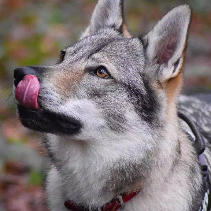 超酷的捷克狼犬,国内极为稀有,看图饱眼福!