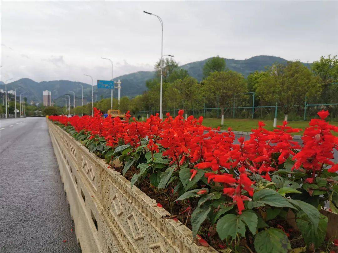 道路中间隔离带上都种上了各种花卉,既起到了隔离作用,又点亮了绿化