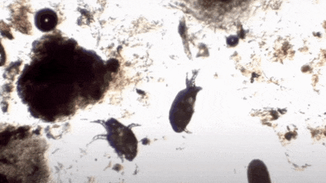 fcf48f2df5fb41b0bb288499f4b4cc95.gif