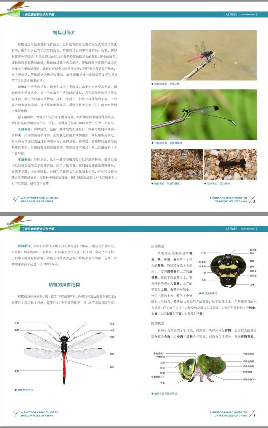 【新书推介】《常见蜻蜓野外识别手册》先行定制版全款预售