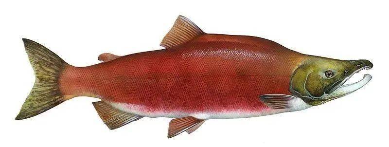 oncorhynchus nerka红鲑洄游到其产卵的溪流时,颜色变成淡灰色,肚子