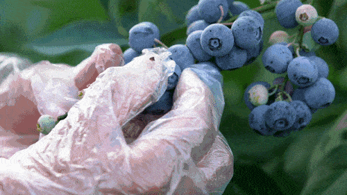 描写蓝莓的句子