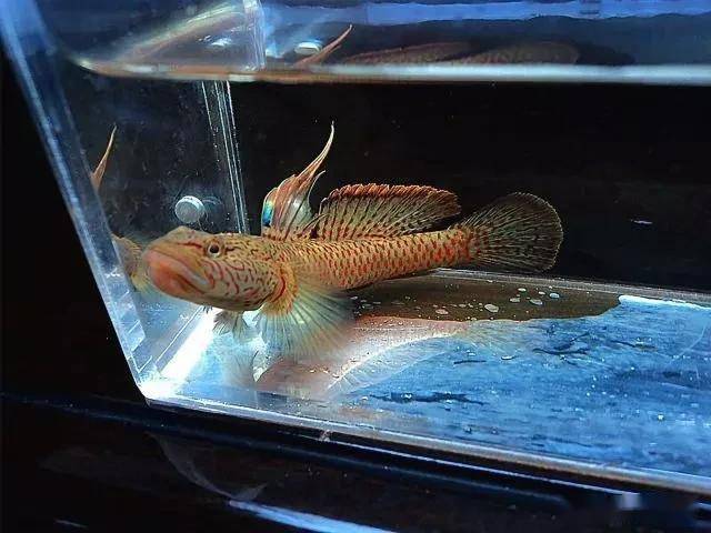 濒临灭绝原生鱼保护_中国原生鱼颜色鲜艳品种_华南常见原生鱼