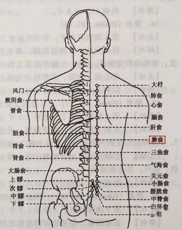 学透四个背俞穴内科杂病迎刃而解