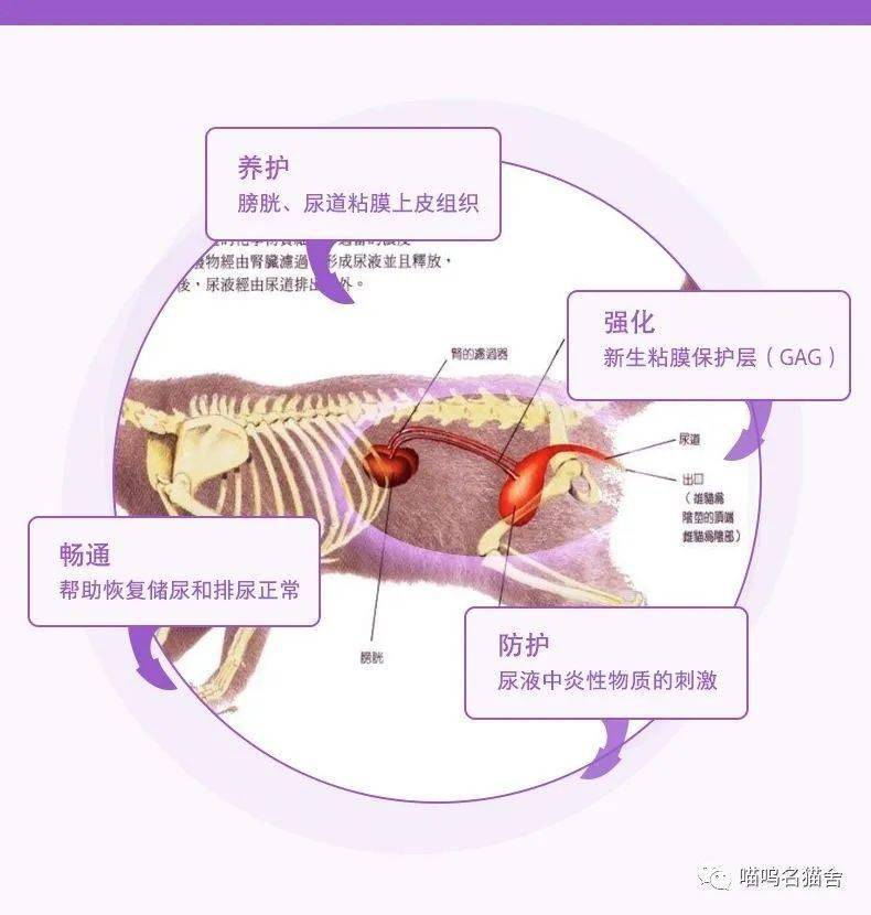 猫咪尿道结石的病理和症状