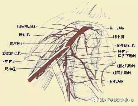 上肢动脉血管详细解剖