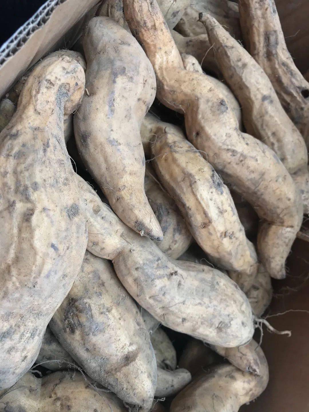 特色农产品-白花番薯现阶段,东区东裕社区强化党建引领助推乡村振兴